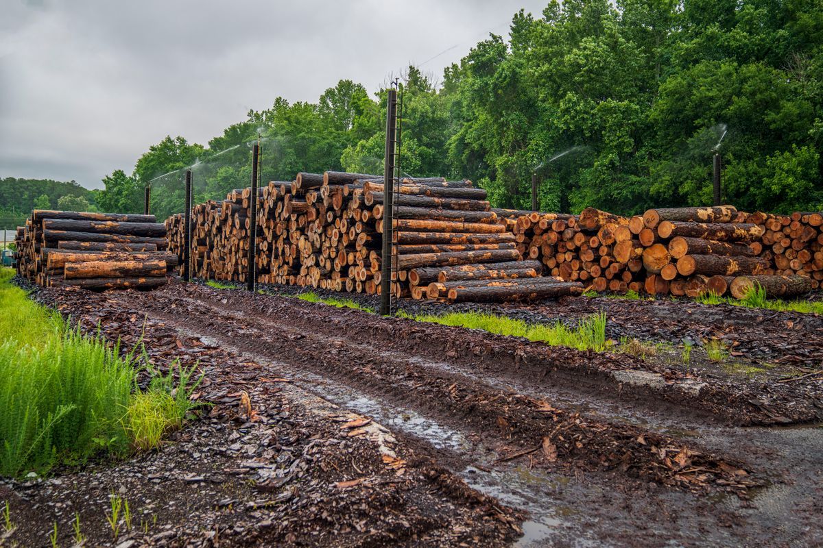 Grumes de résineux empilées et arrosées dans un parc à scierie, étape de transformation de la filière bois locale