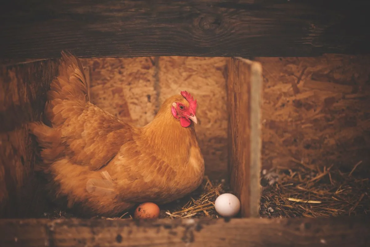 Poule couvant dans un pondoir en bois garni de paille à l'intérieur d'un poulailler, avec des œufs