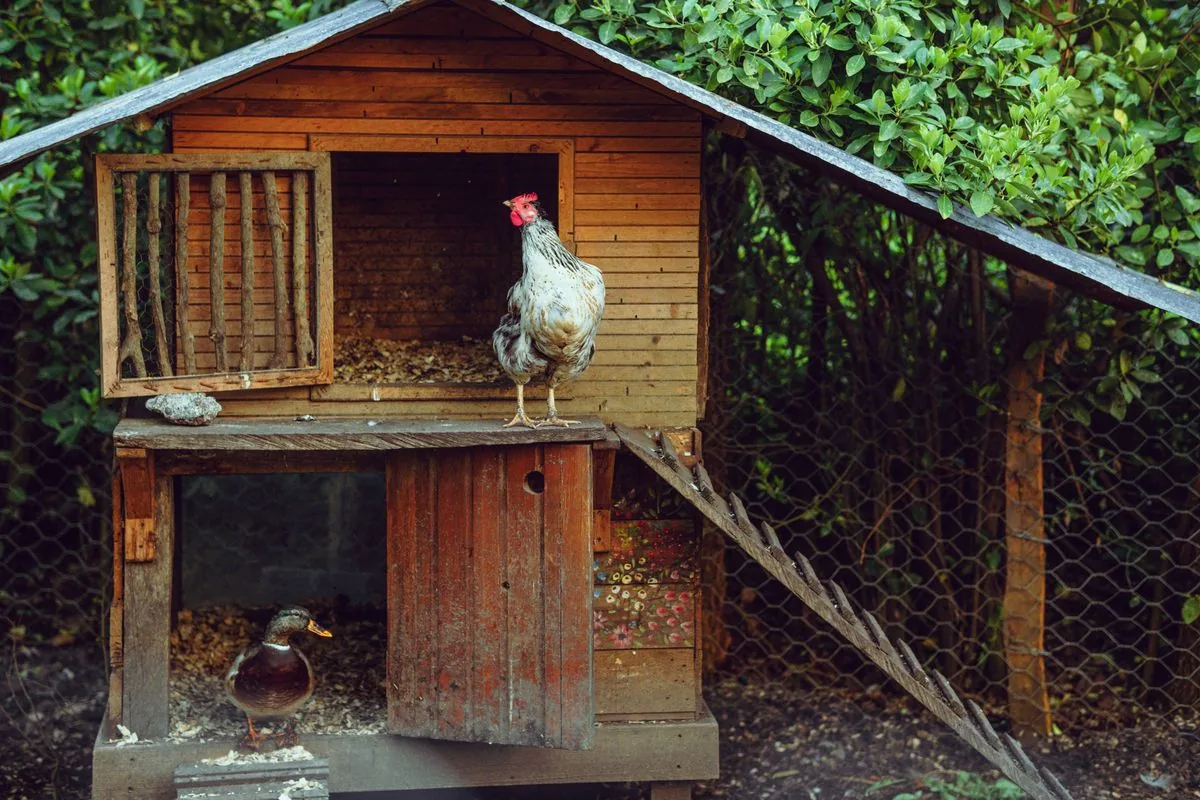 Poulailler en bois : réglementation 2026, bien-être des poules et bonne implantation