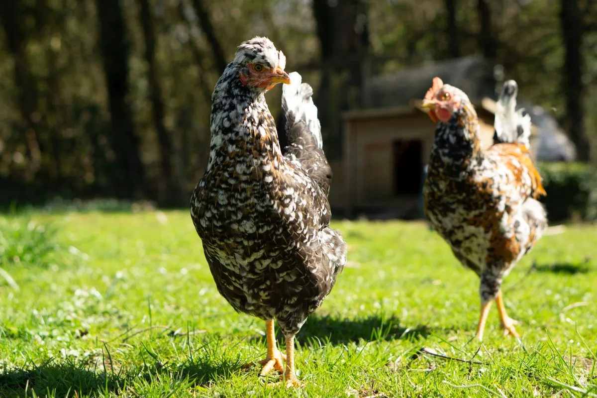 Poules dans un jardin engazonné devant un petit poulailler en bois de moins de 5 m²